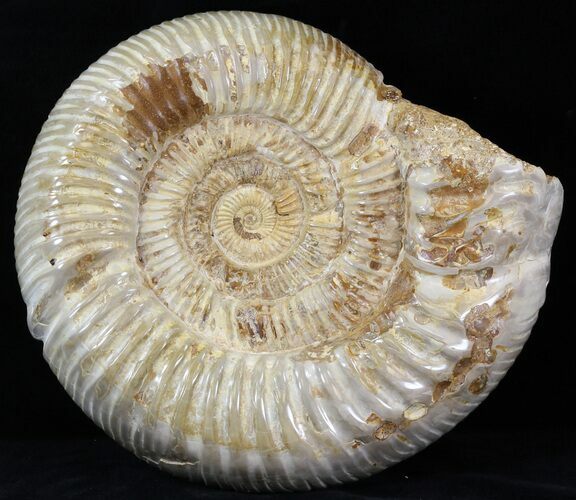 Perisphinctes Ammonite - Jurassic #31759